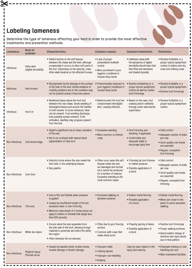 what causes lameness in cows