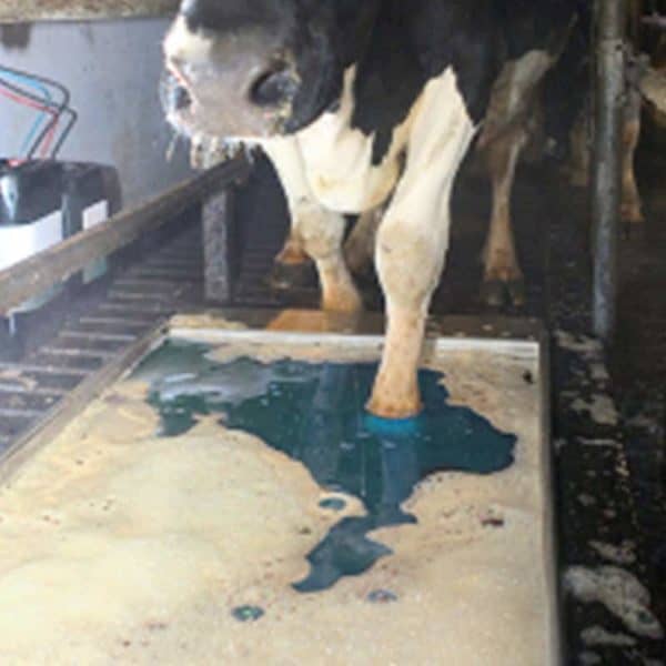 footbaths for dairy cows