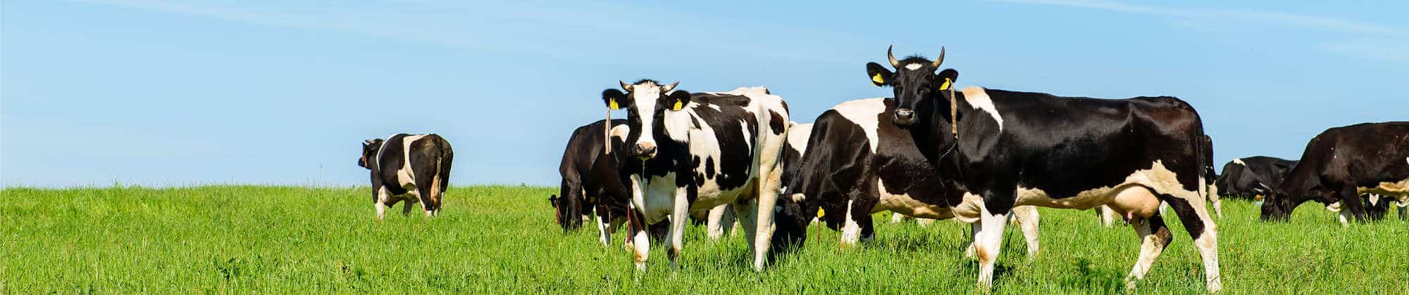 sanitation standards for dairy farms