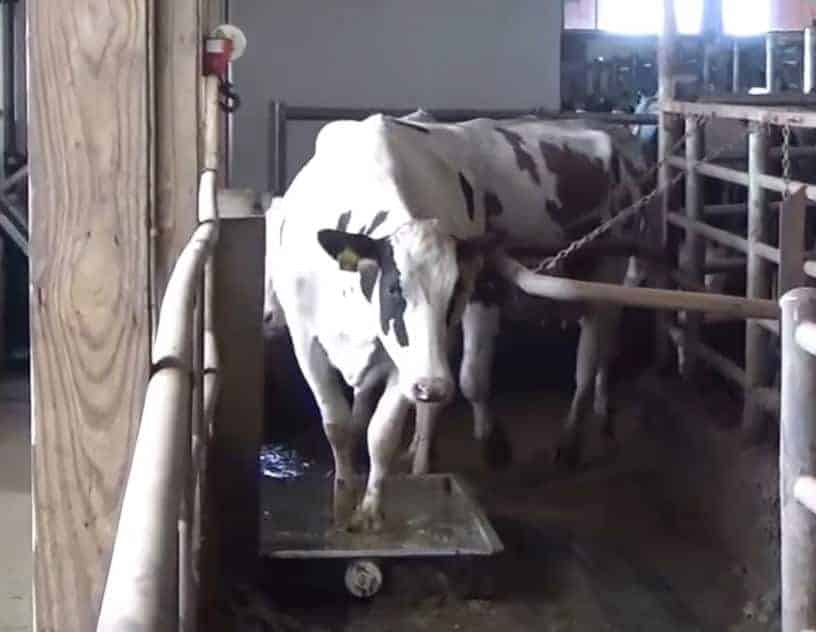 how does the dairy farm use the footbath for cattle