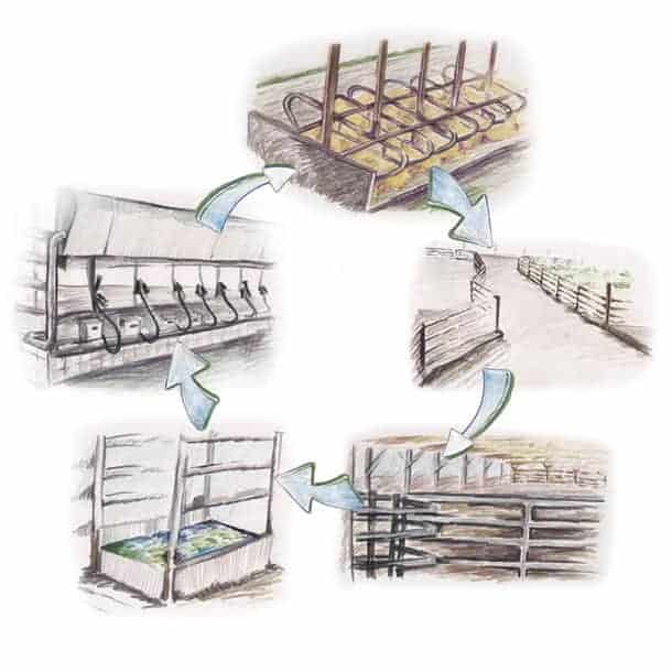 cattle handling systems