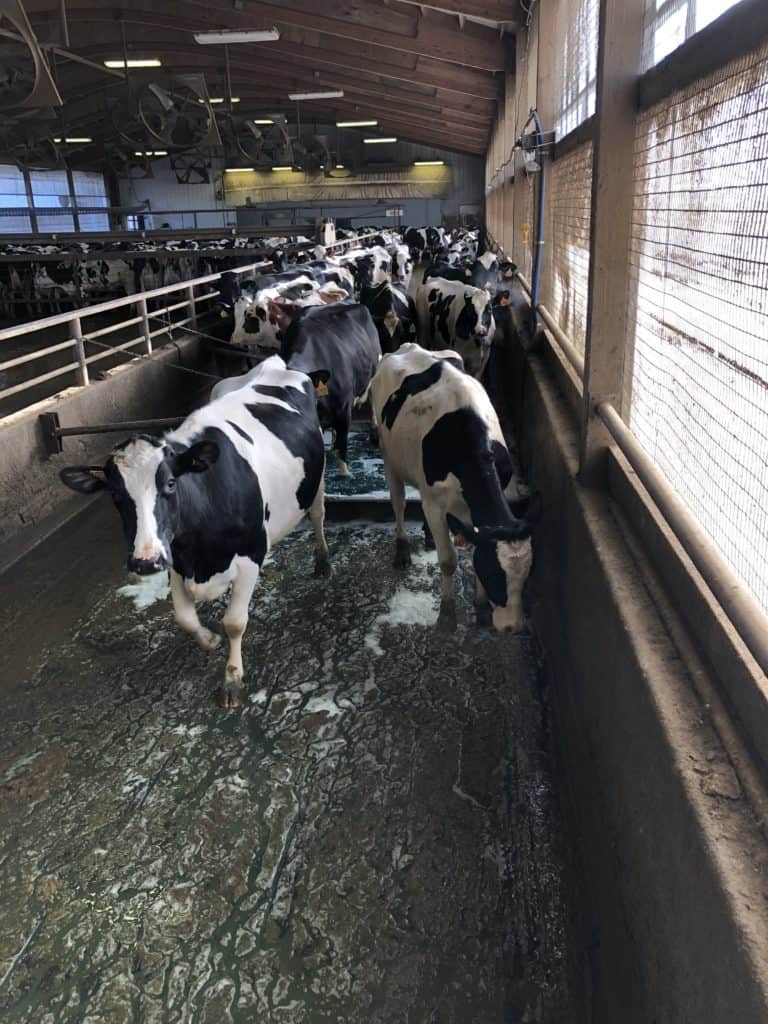 cow footbath design