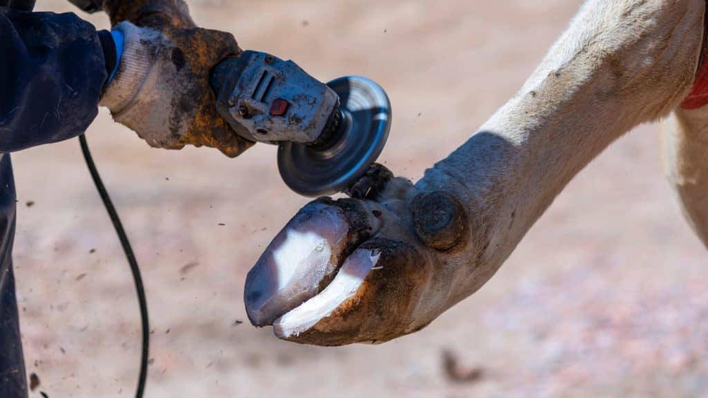 hoof care to detect digital dermatitis early