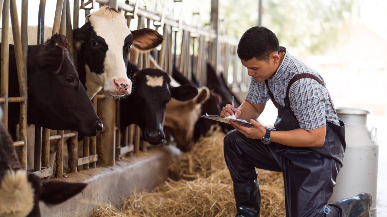 inspecting cows for digital dermatitis